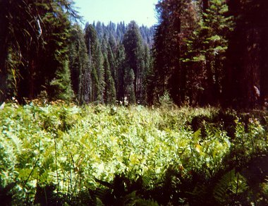 [Photograph: Crescent Meadow]